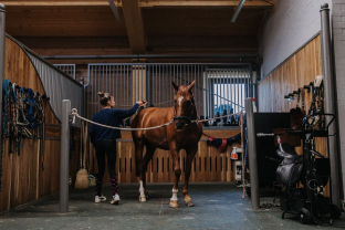 денники, стойла Emerald Stables